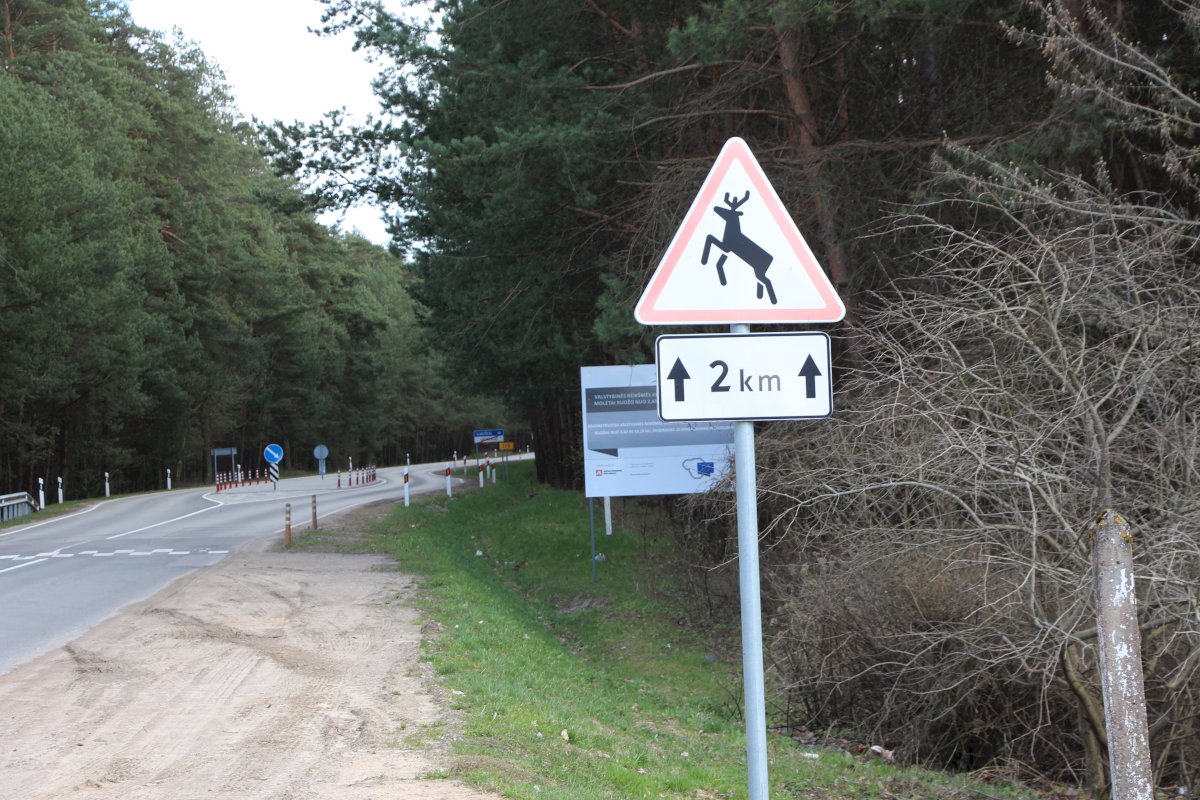 Po renginio su briedžiu apgadinti du automobilius